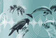 با کمک هوش مصنوعی احتمالاً بهزودی با حیوانات صحبت خواهیم کرد