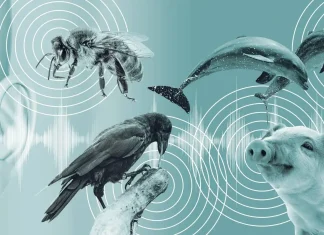 با کمک هوش مصنوعی احتمالاً بهزودی با حیوانات صحبت خواهیم کرد