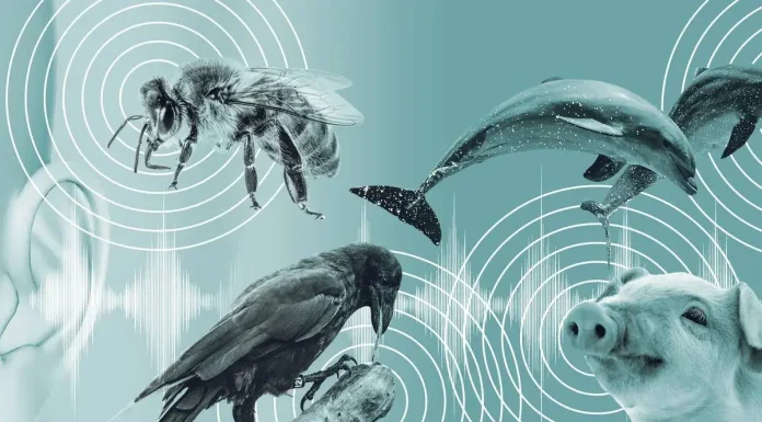 با کمک هوش مصنوعی احتمالاً بهزودی با حیوانات صحبت خواهیم کرد