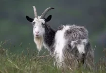 هوش مصنوعی میتواند فقط با تحلیل حالات چهره بزها درد آنها را تشخیص دهد