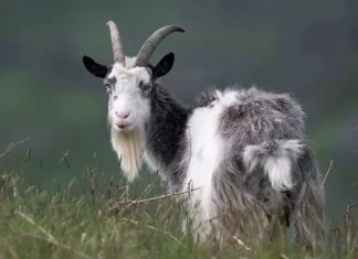 هوش مصنوعی میتواند فقط با تحلیل حالات چهره بزها درد آنها را تشخیص دهد