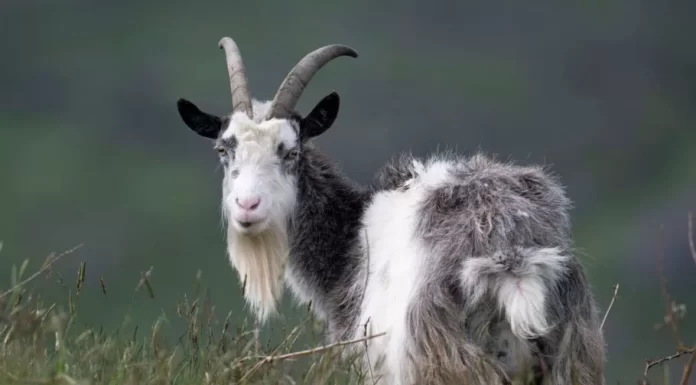 هوش مصنوعی میتواند فقط با تحلیل حالات چهره بزها درد آنها را تشخیص دهد