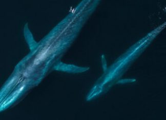 اسناتبات: چگونه پهپادها با جمعآوری مخاط نهنگ، تحقیقات دریایی را متحول کردهاند